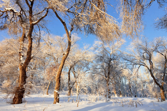 雪景