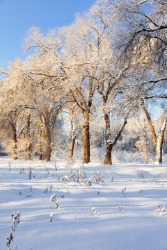 雪景