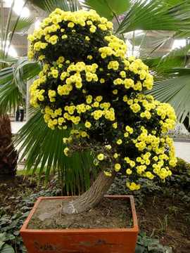 菊花