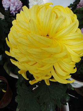 菊花