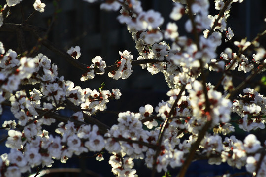 梅花