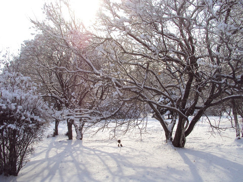 雪景