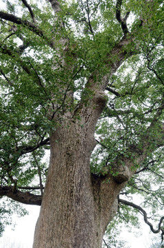 千年古樟树