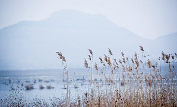 湿地风光