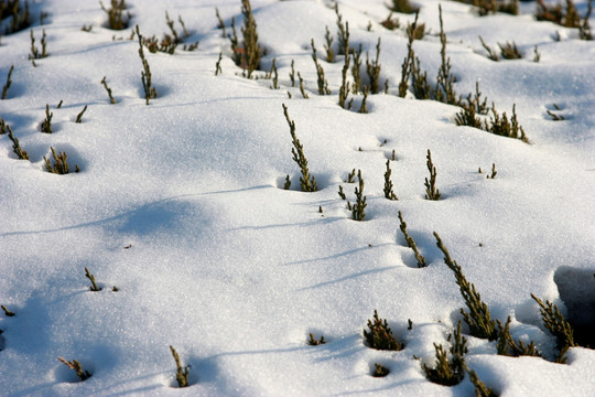 雪韵