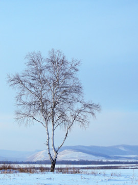 雪原一棵树