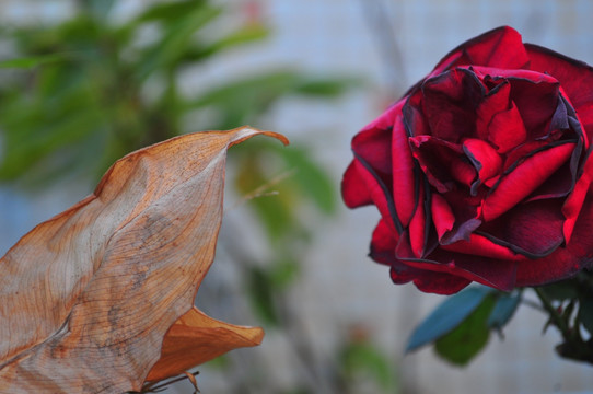 秋天的玫瑰