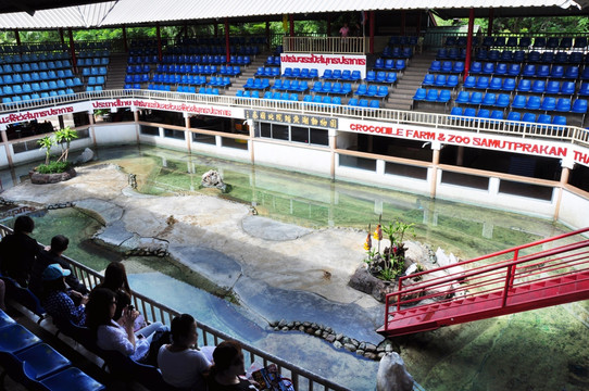 泰国鳄鱼表演池