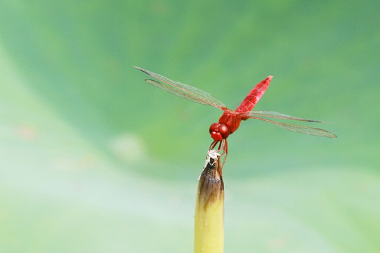 红蜻蜓