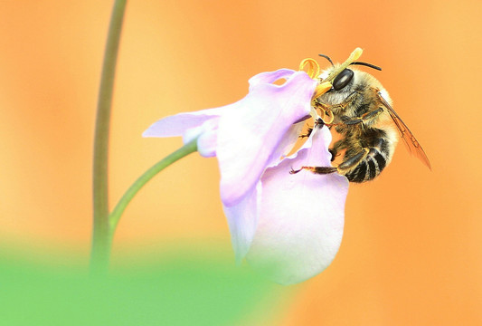 蜜蜂 收获
