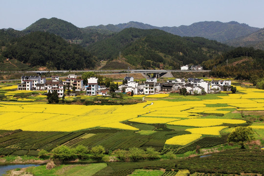 婺源油菜花