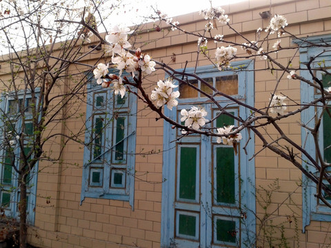 维吾尔民居前的杏花