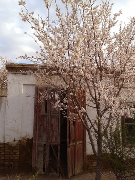 小屋前盛开的杏花