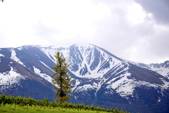 阿尔泰山