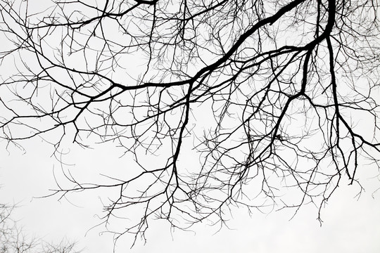 冬天的树枝 树枝素材