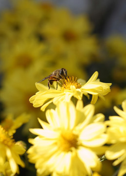 蜜蜂 菊花