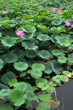 荷花池