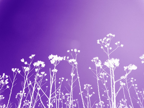 紫色花朵家居装饰画