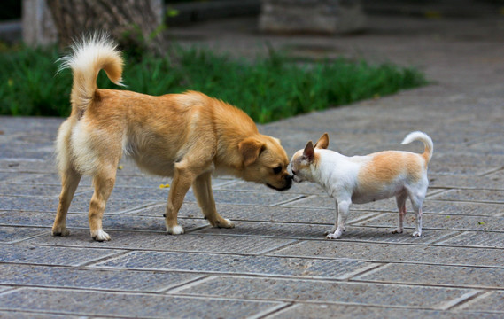 狗