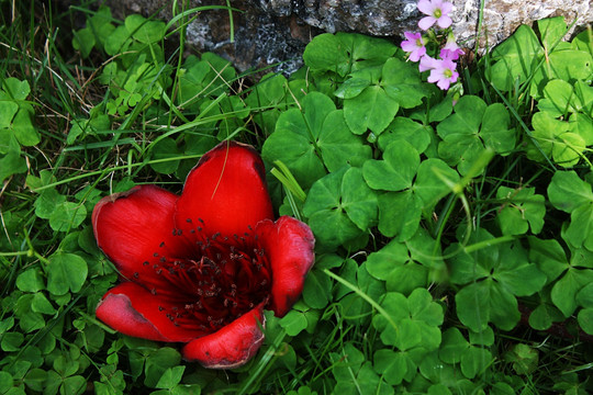木棉花