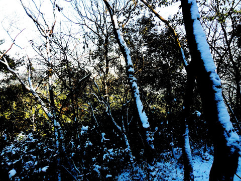 树干残雪