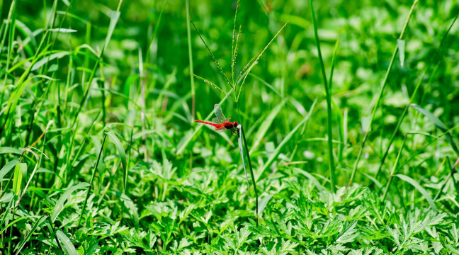 绿草与红蜻蜓