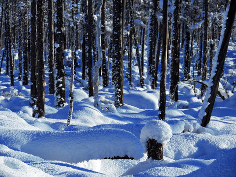 森林雪景