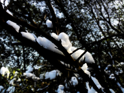 树枝残雪