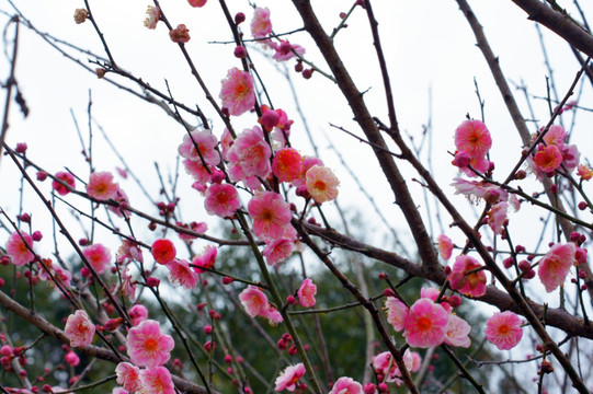 梅花