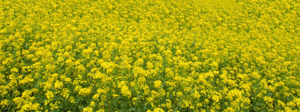 油菜花 鲜花