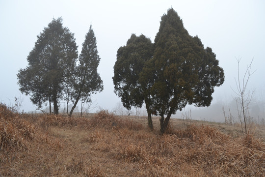 松柏树