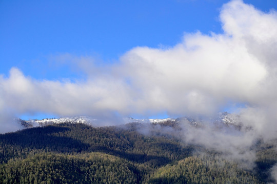 雪山森林