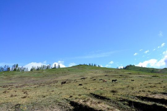 山野