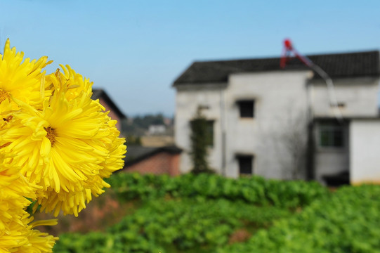 菊花背景