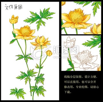 草药图金莲花