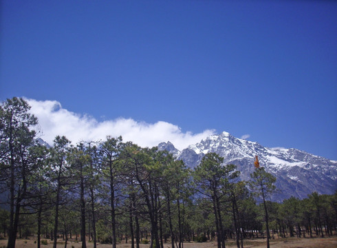 雪山松林