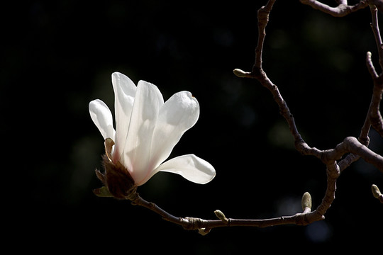 玉兰花开