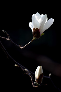 玉兰花开