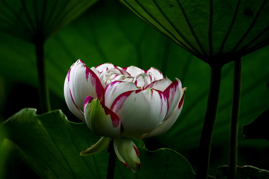 荷花