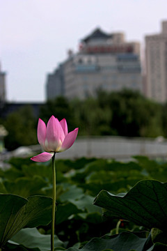 荷花