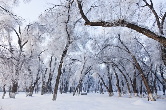冬雪