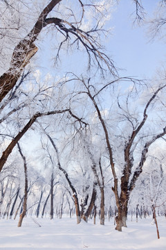 冬雪