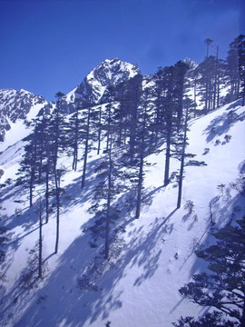 雪山森林