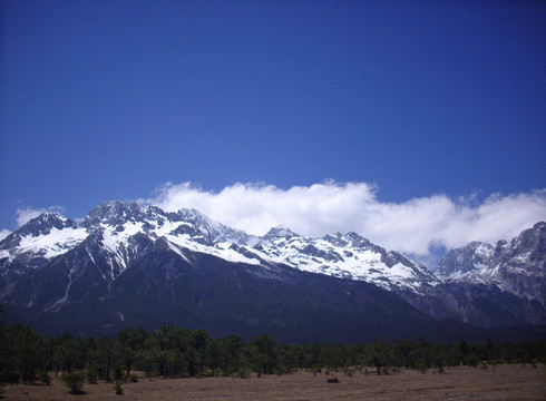 雪山松林