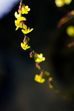 迎春花