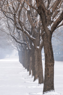 雪中的树林