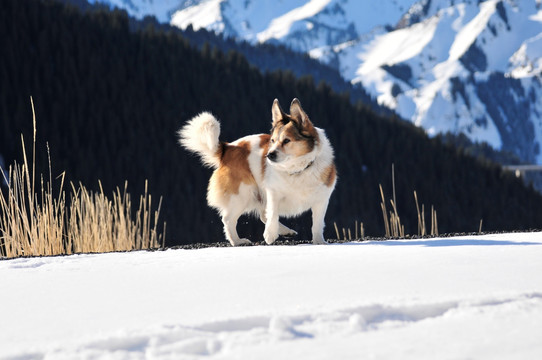 雪山上的狗