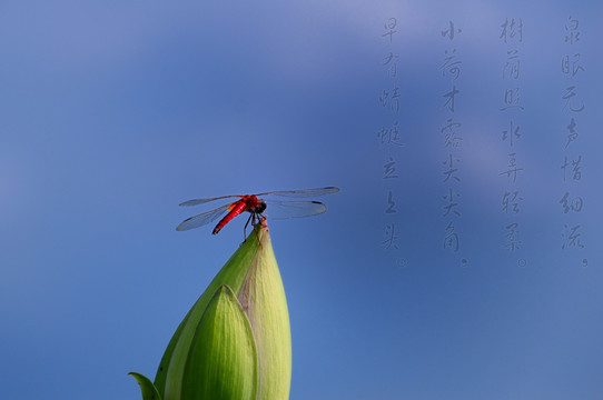 蜻蜓 荷花