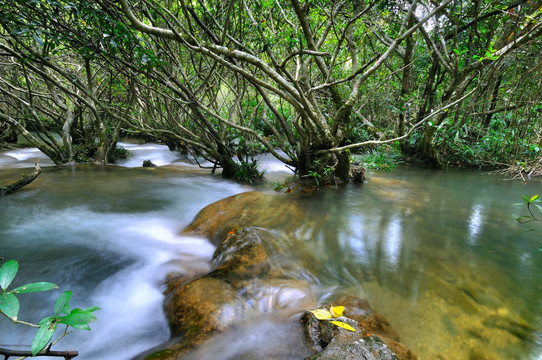 小七孔水上森林