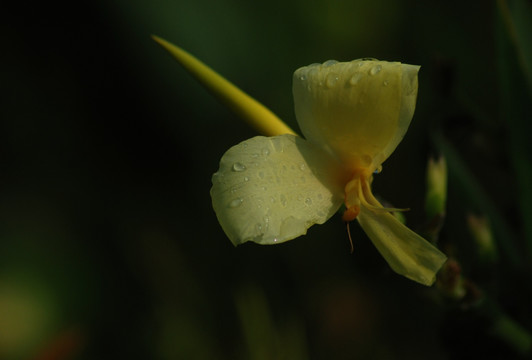 秋花